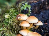 Kleinere Pilzgruppe mit glatten, orangenen Hüten